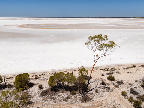 Aerial view of the stark white salt lake meeting the arid landscape, where a solitary tree stands in defiance of the harsh environment, Lake Campion Nature Reserve, Western Australia, Australia.