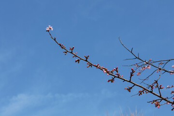 先に一輪だけ咲いた桜の枝 © Kenichi Hasegwa