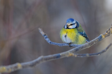 blue tit on a branch © Александр Арендарь