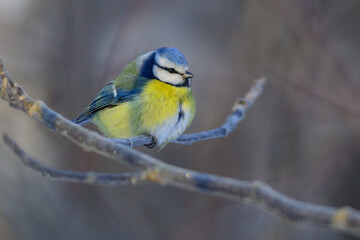 blue tit on a branch © Александр Арендарь