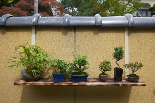 Bonsai Display on Wooden Shelf Against a Textured Wall
