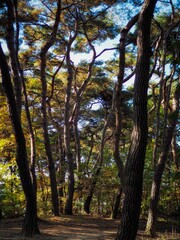 한국의 자연 소나무 숲 풍경