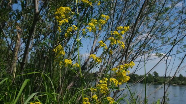 Close up view of numerous small yellow Lady's Yellow Bedstraw Galium verum blossoms. Summer landscape background. Natural medicinal plant used in traditional herbal medicine. Beauty in nature