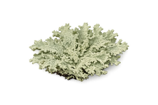 Green lichen plant isolated on transparent background