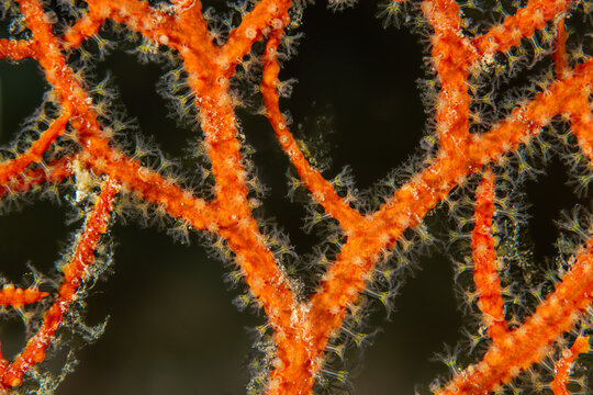 Marine Filigree: Detailed view of a Bushy Sea Fan (Leptogorgia sarmentosa) with white polyps, Tamariu, Spain