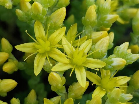 Sedum acre (goldmoss stonecrop) growing in the wild