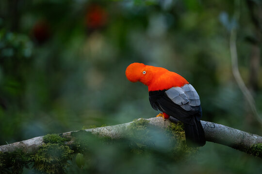 Cock of the Rock bird in lek. South America Wildlife