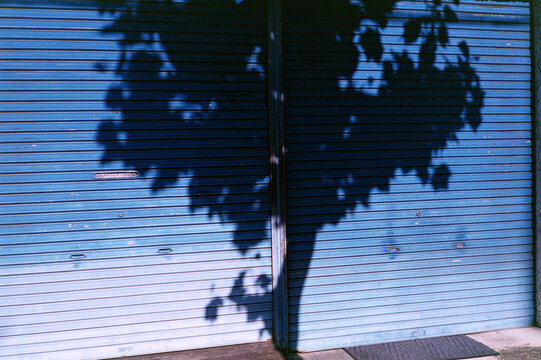 A tree's shadow on a blue fence