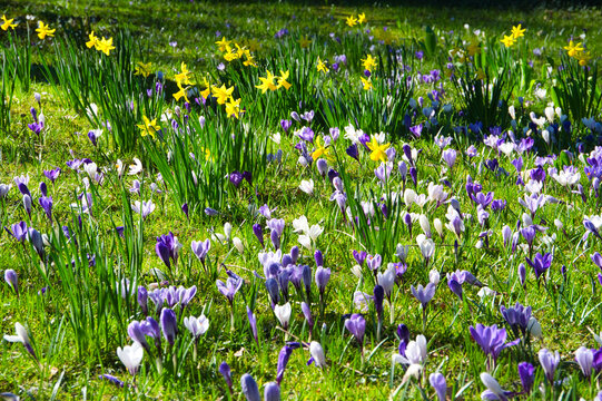 Stadtpark in Lahr im Fr&uuml;hling