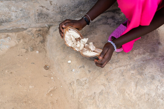 Child breaking open baobab fruit in Senegal