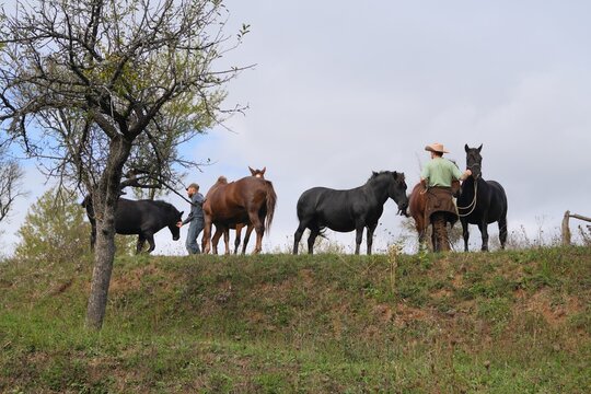 Travel romania transilvania sighisoara people and horses standing on hilly rural landscape