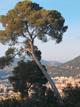 Un pin sur la colline du ch&acirc;teau &agrave; Nice avec aper&ccedil;u sur les sommets enneig&eacute;s du Mercantour dans les Alpes du Sud