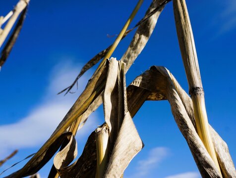 Goldbraune Maispflanze vor blauem Himmel bei Sonne und Sturm am Nachmittag im Fr&uuml;hling