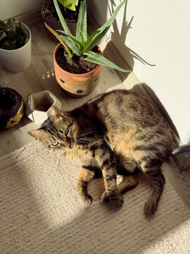 a cat basking in the sun