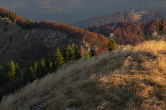View of autumn's golden light sweeping across the hillside grasses and vibrant foliage, contrasting with the dark evergreens, Mala Fatra, Zilina Region, Slovakia.