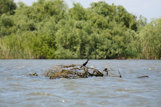 Travel romania tulcea sulina danube delta black sea cormorant bird resting on a branch in danube delta