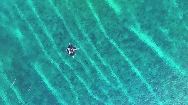 Aerial view of a manta ray gracefully swimming through the crystal-clear turquoise waters, a captivating scene of marine life, Naavaidhoo, Haa Dhaalu City, Maldives.