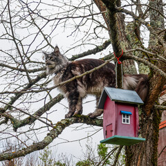 A cat Maine Coon is on a branch next to a birdhouse © Iryna