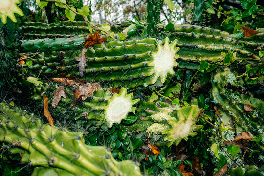 Cactus Plants Cutted in a Natural Setting With Green Leaves