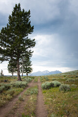 Fototapeta premium The trail to Osprey Falls, Yellowstone National Park