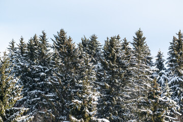 Schneebedeckte Nadelb&auml;ume im Winter