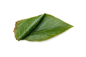 Obraz premium Green plant leaf showing veins on transparent background