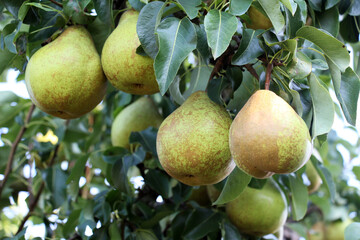 Pears ripen on the tree branch.