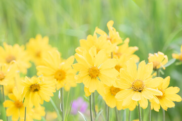 Obraz premium Mule's ears wildflowers in full bloom, Yellowstone National Park