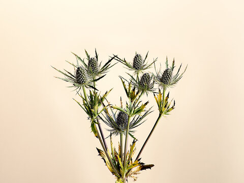 Thistle