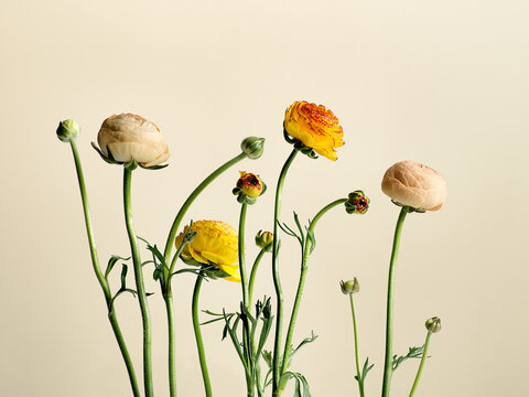 Ranunculus (persian Buttercup)