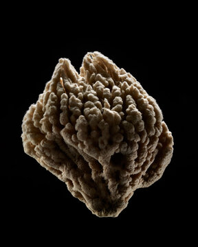 Sponge