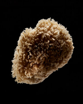 Sponge