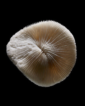 Mushroom Coral
