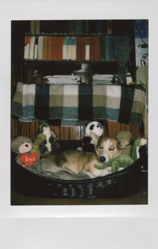 ugc. A cute dog is lying in a bed with her favorite toys.