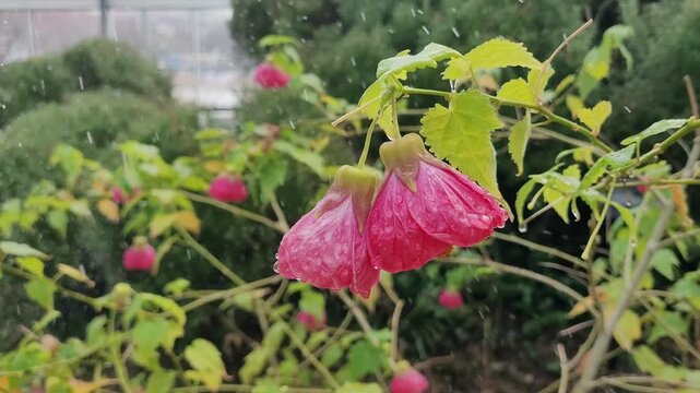 4K Horizontal Slo-Mo: Brazil Abutilon Buds in Rain