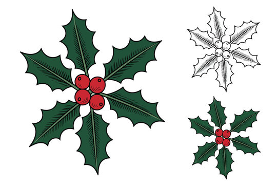 A festive holiday illustration of holly leaves and berries in a vector graphic design