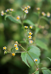 In the field it blooms galinsoga parviflora
