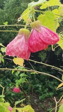  4K Vertical Slo-Mo: Brazil Abutilon Buds in Rain
