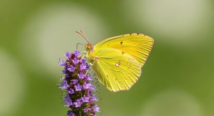 yellow butterfly perched on vibrant purple flower in sunny garden with blurred green background