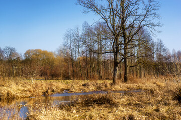 Wiosna wkracza w Dolinę Górnej Narwi, Podlasie, Polska © podlaski49
