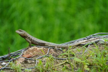 The animal in the image is a lizard commonly known as a calango or stone lizard, specifically from the genus Tropidurus. Fortaleza - Cear&aacute;, Brazil.