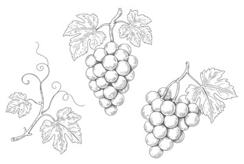 Naklejka premium Botanical grape collection in vintage ink engraving style. Vineyard fruit bundle illustration isolated on white background.