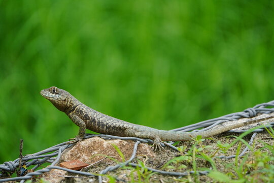 The animal in the image is a lizard commonly known as a calango or stone lizard, specifically from the genus Tropidurus. Fortaleza - Cear&aacute;, Brazil.