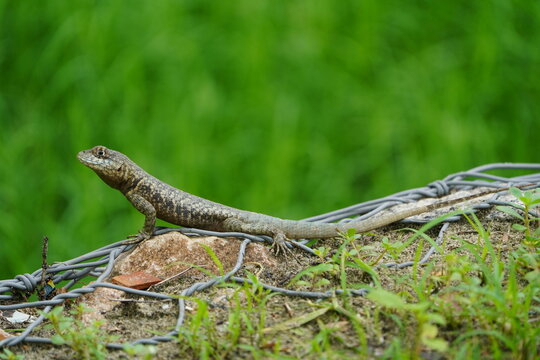 The animal in the image is a lizard commonly known as a calango or stone lizard, specifically from the genus Tropidurus. Fortaleza - Cear&aacute;, Brazil.