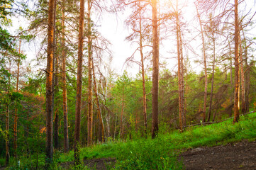 Obraz premium Mountain forest trees in the summer sunset light. View from the Sugomak Mountain, Southern Urals, Russia