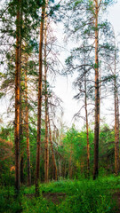 Fototapeta premium Forest landscape with trees growing at the mountain slopes under soft sunset light