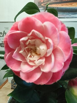 Superbe fleur rose de rododrendron