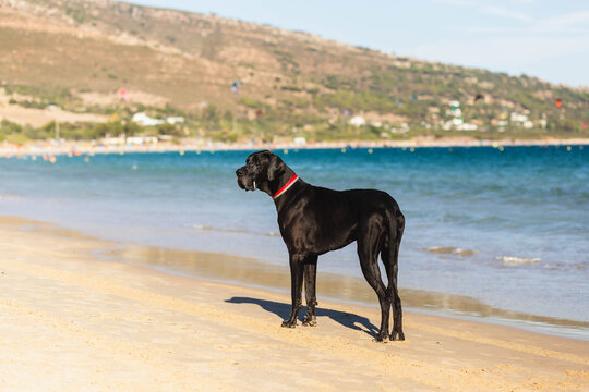 Black Great Dane on sandy beach