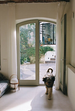 Dog enters the house