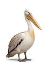 Obraz premium A white pelican is standing with its head facing forward. It has a long bill and feathers in shades of white and gray. The scene captures the bird clearly against a simple background